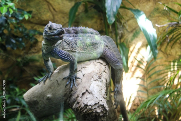 Fototapeta  iguana on a branch