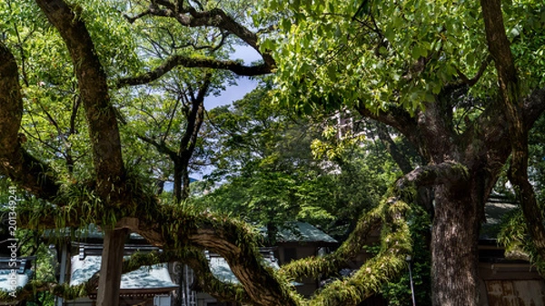 Fototapeta grand arbre recouvert de mousses et végétations dans un sanctuaire shintoïste au Japon  