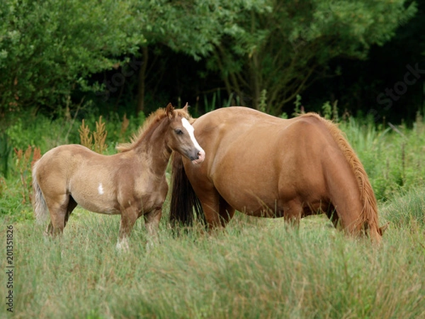 Fototapeta Mare and Foal