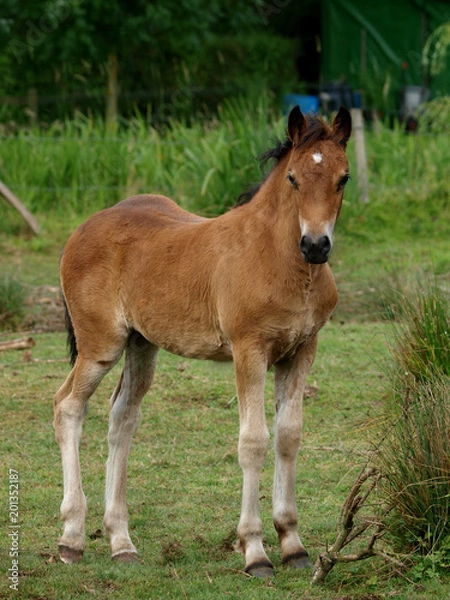 Fototapeta Pretty Foal