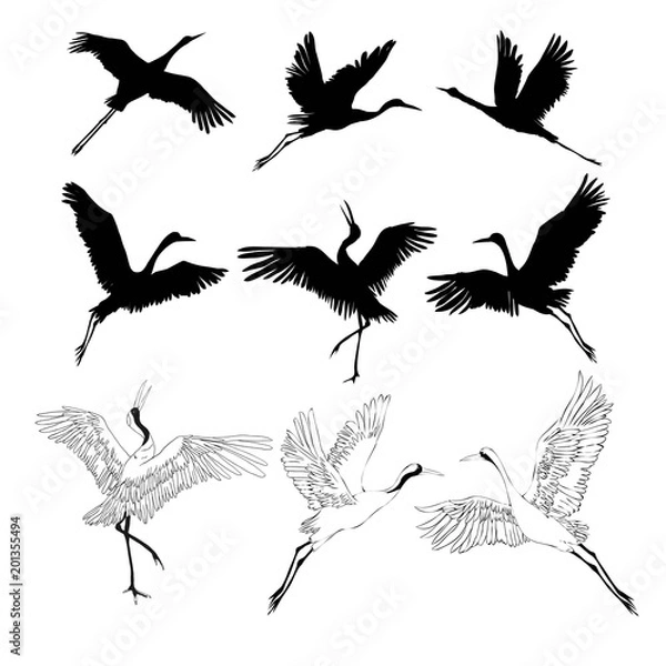 Fototapeta Wild birds in flight. Animals in nature or in the sky. Cranes or Grus and stork or shadoof and Ciconia with wings. engraved sketch hand drawn in vintage style.