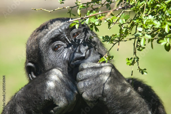 Fototapeta Gorilla beim Essen
