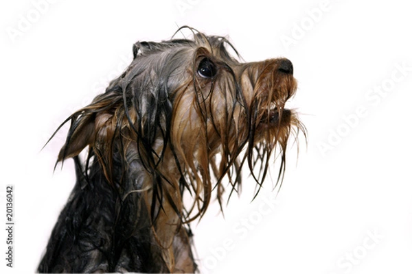 Obraz Wet dog