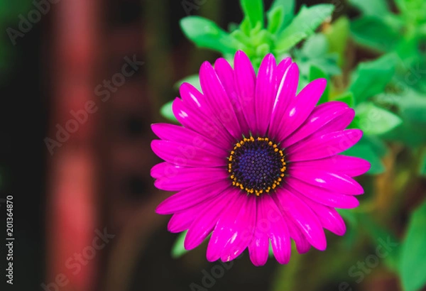 Obraz Osteospermum
