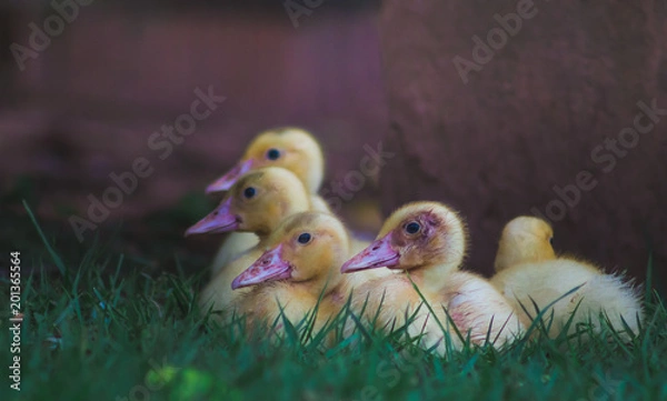 Obraz Little Ducks