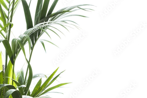 Fototapeta Yallow palm (Chrysalidocarpus lutescens.) leaves on white background with space for text