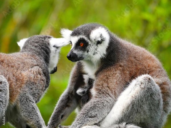 Fototapeta Maki Catta
