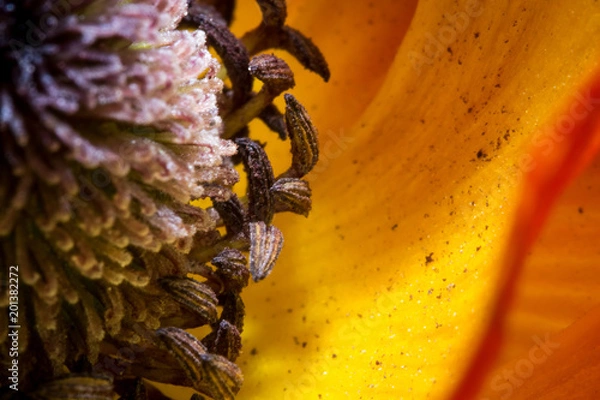 Obraz Pistil de fleur orange