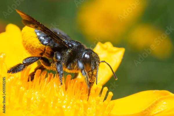 Obraz Abeille fleur jaune
