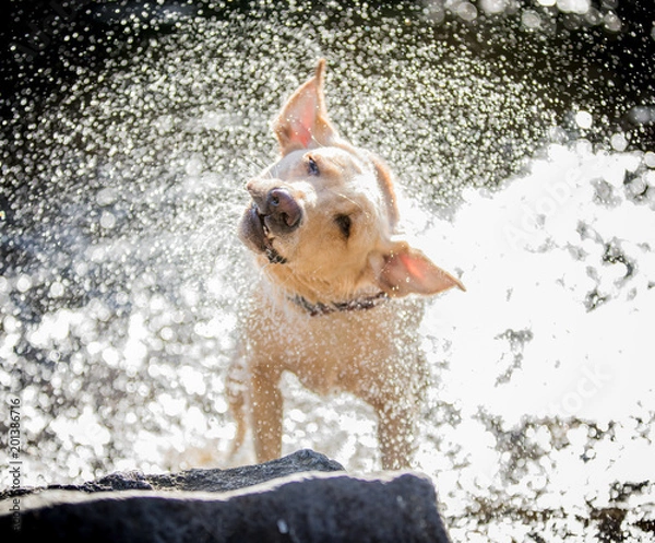 Obraz Labrador się trzęsie