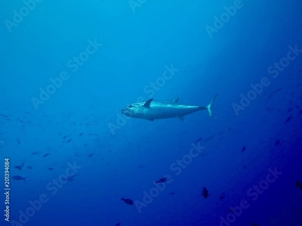Obraz Tuna in the blue