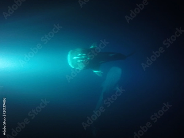 Obraz Two Whale Sharks feeding 