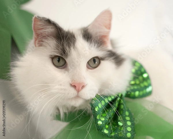 Fototapeta St Patricks Cat