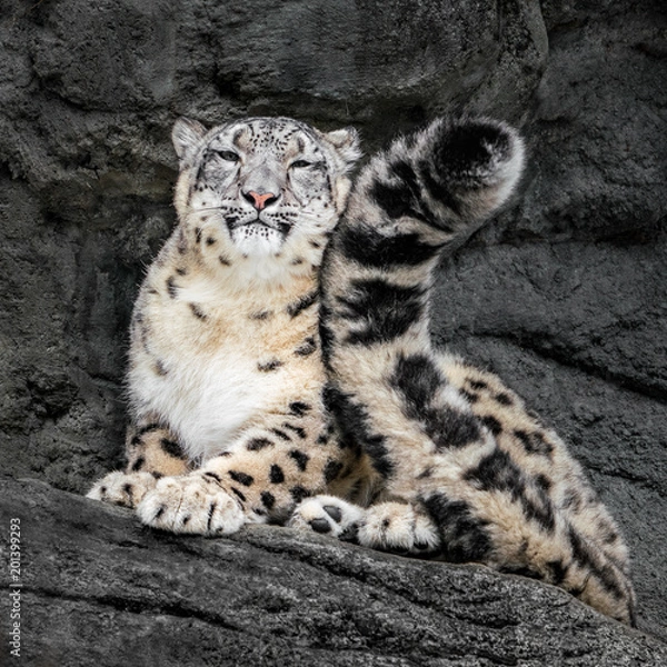 Fototapeta Snow Leopard Tail