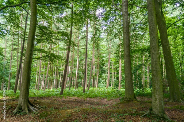 Obraz Forest in Belgium