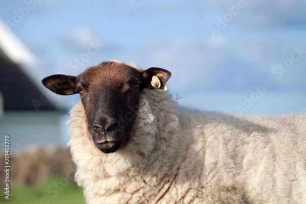 Obraz Irish sheep portrait