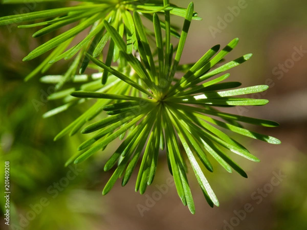 Obraz Frisches Grün der Lärche