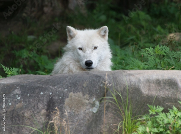 Obraz Arctic Wolf