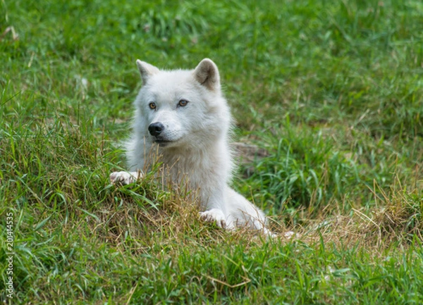 Obraz Arctic Wolf