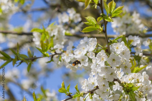 Obraz Hummel und Kirschblüten