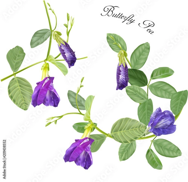 Obraz butterfly flower vector