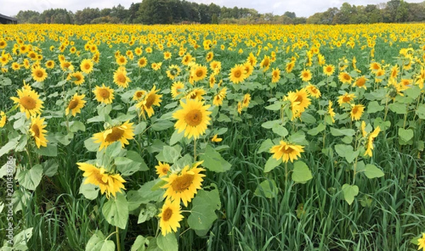 Obraz 一面ひまわり畑