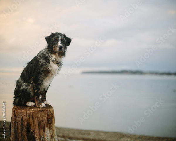 Fototapeta dog on a log 2