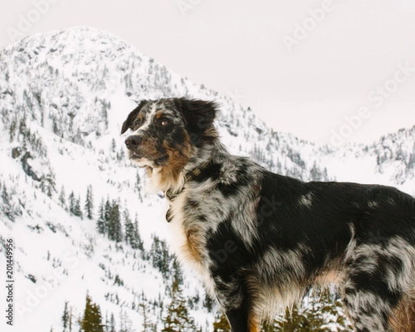 Fototapeta kodiak side