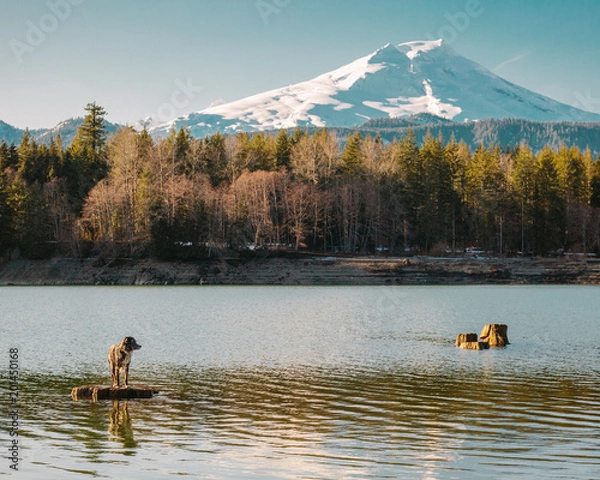 Fototapeta kodiak baker