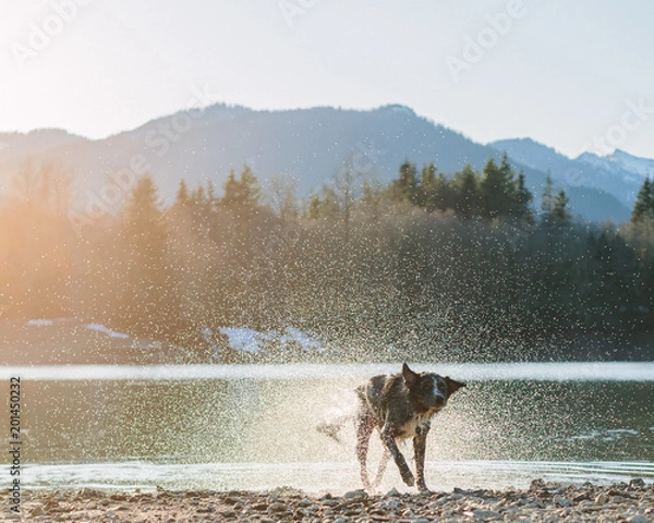 Fototapeta kodi shake