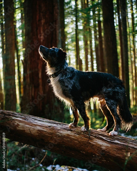 Fototapeta kodi looking in the trees