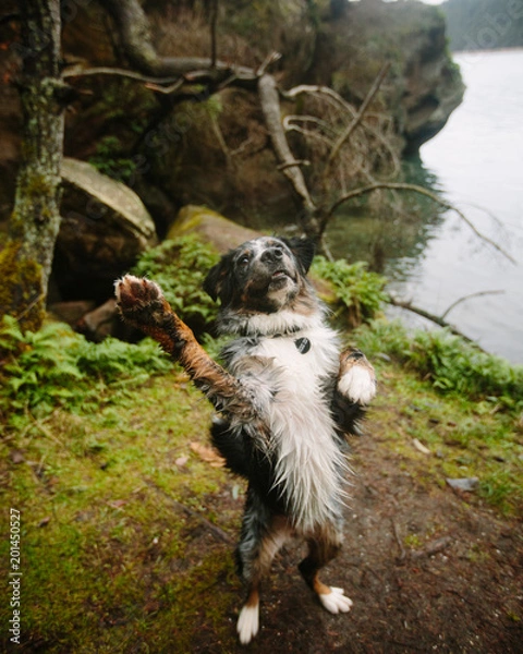 Fototapeta Kodi highfive