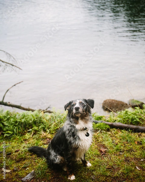 Fototapeta kodi looking