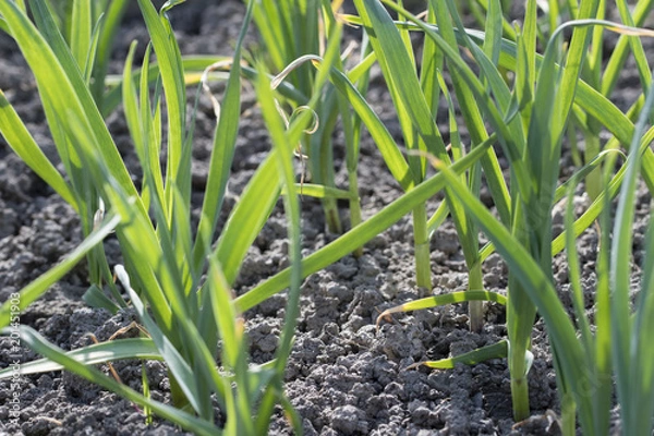 Fototapeta Green stems of planted garlic in the field.
