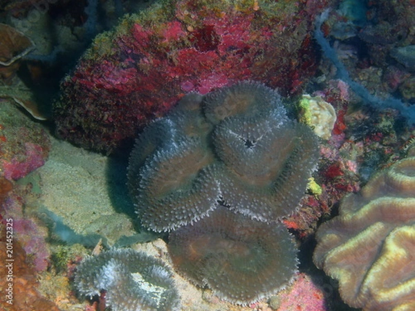 Fototapeta Stone coral