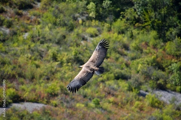 Obraz A view from above of a griffon vulture in the Baronies, flying freely in the sky. With trees in the background in Drome Provencale, France