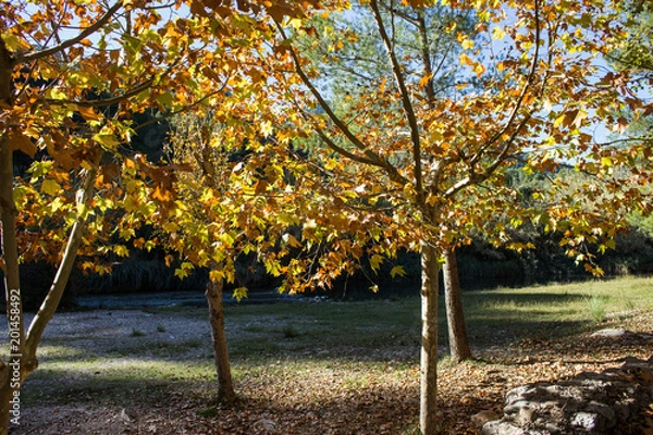 Obraz trees in autumn