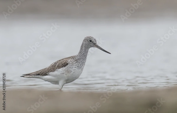 Obraz Common Greenshank (Tringa nebularia)