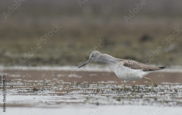 Fototapeta Common Greenshank