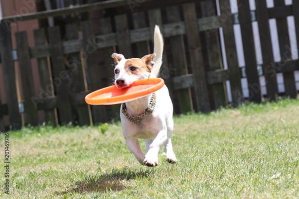 Obraz ジャックラッセルテリア