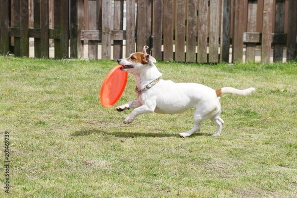 Obraz ジャックラッセルテリア