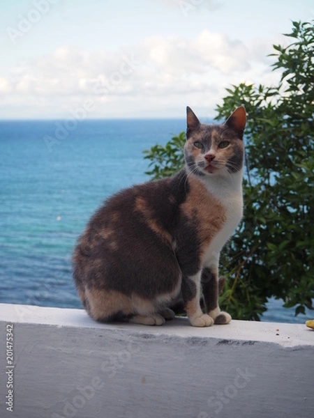 Obraz OLYMPUS DIGITAL CAMERA