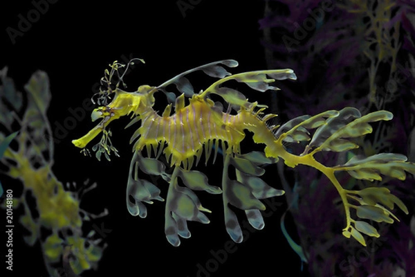 Obraz Żółty Smok Morza