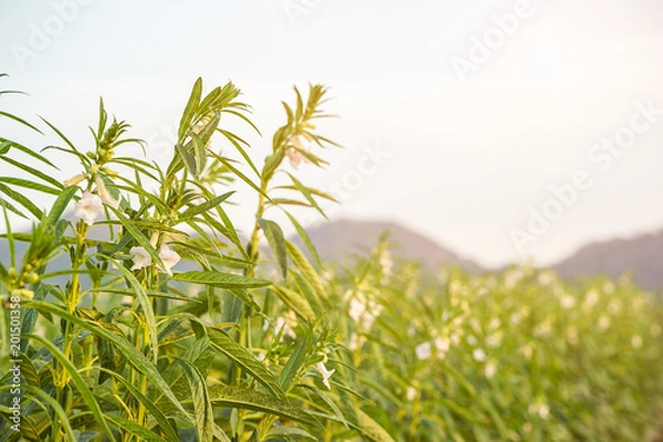 Obraz Sezam na drzewie w roślinie