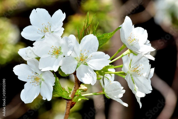 Obraz 大島桜（オオシマザクラ）/葉が出てから花が咲く。食用に成る葉の色が黄緑であるため山桜と区別できる。数千本の中なら最も良い花を咲かせる木を厳選して撮影。