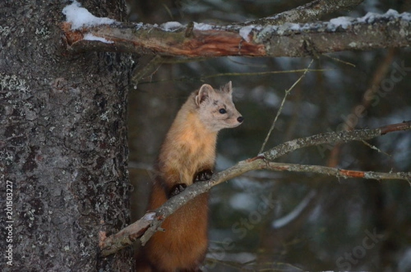 Fototapeta Pine Marten on a tree branch in winter
