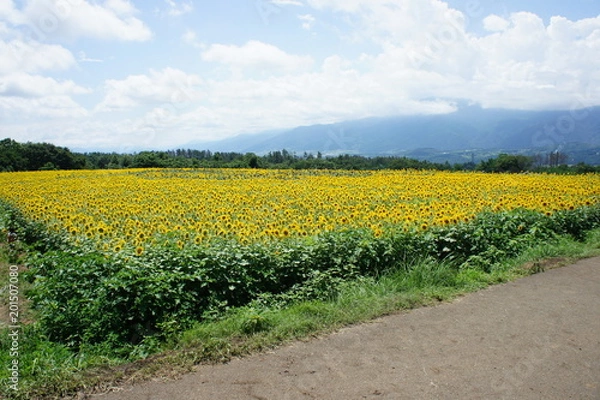 Obraz ひまわり畑