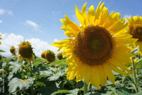 Obraz ひまわり畑