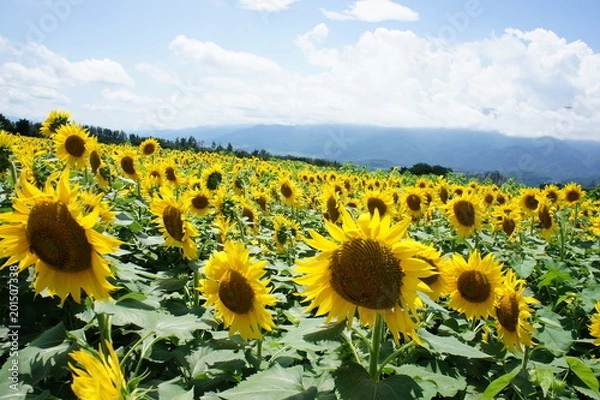 Obraz ひまわり畑
