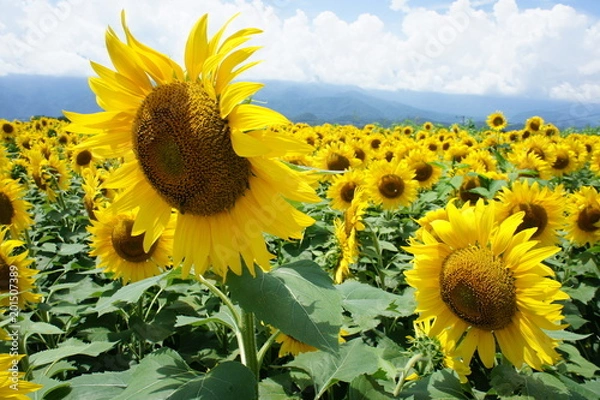 Obraz ひまわり畑